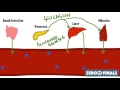 Diabetes and Insulin Function Concepts