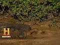 Crocodile Hunting Techniques and Tools