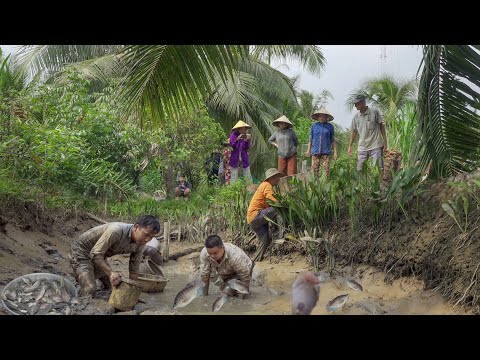 CẢ XÓM RA XEM TÁT MƯƠNG ĂN TẾT - Cá Nhiều Vô Kể | Chuyện Phương Kể