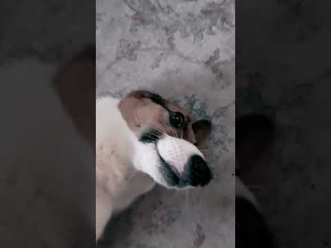 Nori can always have second dinner #pets #puppy #dog #shorts #corgi