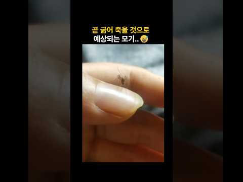 모기도 지능이 낮은 놈이 있나 봄 ㅋㅋ #funny #모기