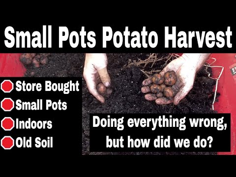 Old Store Bought Potatoes Grown In Small Pots - Potato Harvest