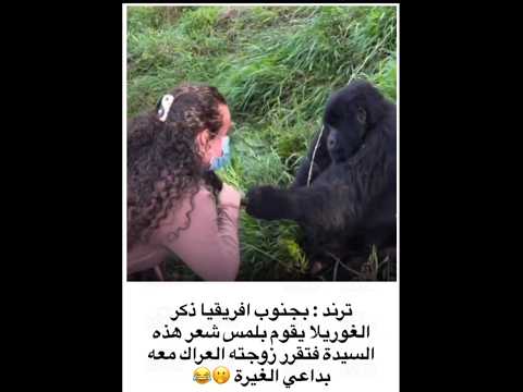 ترند : بجنوب افريقيا ذكر الغوريلا يقوم بلمس شعر هذه السيدة فتقرر زوجته العراك معهبداعي الغيرة 😂