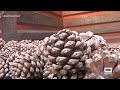 Proceso de Desgranado de Piñas