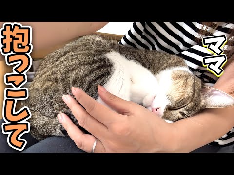 【甘えん坊猫】ママに抱っこをしてほしい先住猫が可愛すぎました