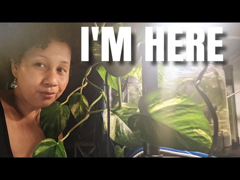 I'm Here and Here's my fishroom Hello YouTube!
I'm back a new upload, giving you guys an update on life and my fishroom. 

I recentl