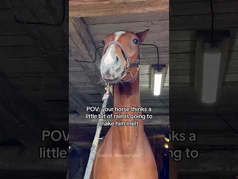Horse being dramatic ๐๐๐#horse#horsevideo #funnyhorse#fyp