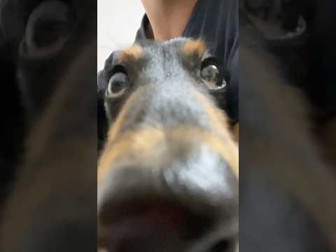 犬のウェーブ