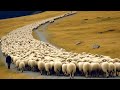 Australian Agriculture and Exports