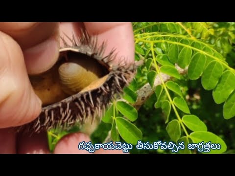 గఛ్చకాయ చెట్టు దగ్గరకు గ్లౌస్ లు లేకుండా వెళితే జరిగే పరిణామాలు మరియు చెట్టుయొక్క ఉపయోగాలు