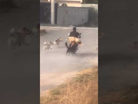 Pura adrenalina #corridos #musica #diversion #humor #comedia #felicidad #perros #motos #perritos