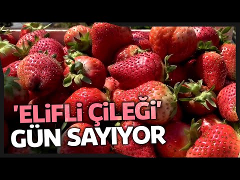 Bafra Ovasında Üretilen ‘Elifli Çileği’ Hasat İçin Gün Sayıyor