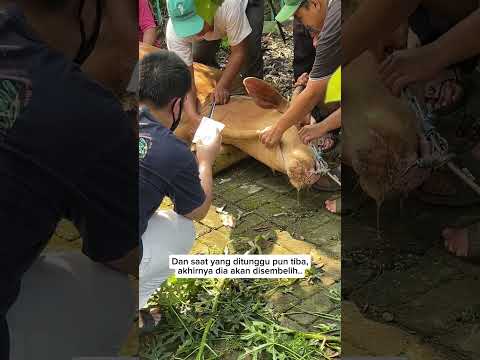 DETIK-DETIK SEBELUM SAPI MEDY RENALDY DIPOTONG..
