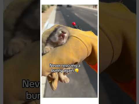 Bunyun taken home and grown into a prvnci