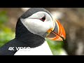 Puffin Behavior and Ecology