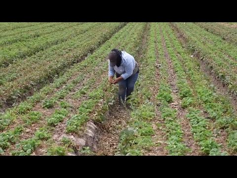 YouTube video thumbnail: In California Strawberry Fields, Immigration Raids sow Fear 