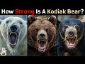 Bear Strength and Characteristics