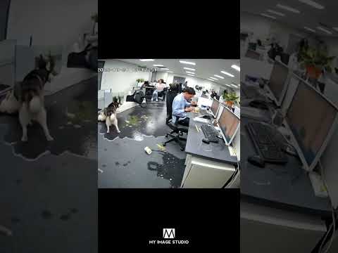 เตือนภัย!...คนชอบกินบะหมี่กึ่งสำเร็จรูปบนโต๊ะทำงาน 🍜ใครเคยทำบ้าง สารภาพมาซะดีๆ😅🙋🏻‍♂️ #Dog