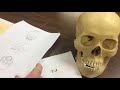 Skull Analysis and Racial Determination
