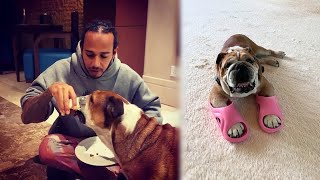 Roscoe Hamilton Best Moments! 2013 - 2025