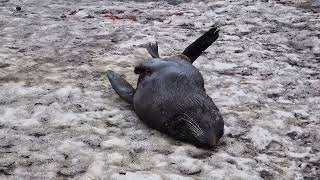 A Funny Seal Enjoying an Ice Massage on Bouvet Island - The World's Most Remote Island.
