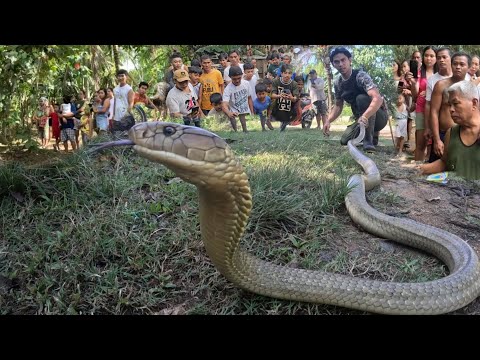 MONSTER KING COBRA NG QUEZON PROVINCE