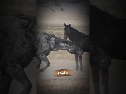 من معاني الخيل في المنام #تفسير_الاحلام