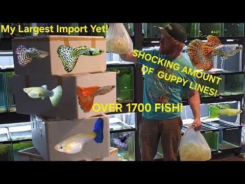 HUGE GUPPY IMPORT UNBOXING 2/3/24 Part 1 Hey fish family! As always, I hope everyone is doing well and staying healthy. it's time yet again f