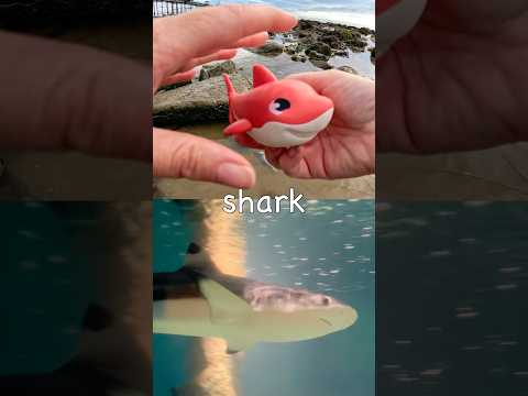 Learn Sea Animal Names at the Rock Pool for Kids: Seal Manta Ray Turtle Shark Horseshoe Crab
