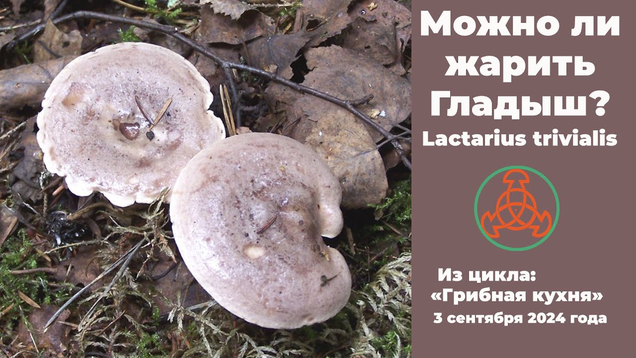 Можно ли жарить Гладыш Lactarius trivialis. Грибная кухня. 3 сентября 2024 года