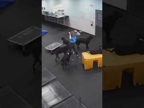 Our webcams caught a Canine Coach throwing a dance party.  Proof it’s always fun at #dogdaycare!