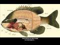 Fish Physiology and Adaptations