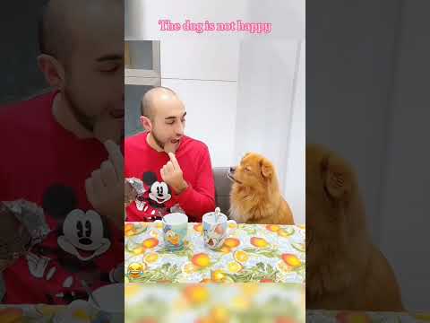 #funny #funnypetsmoments #doglover #funnyvideo #pets #petmoments #petowner #comedy #funnupets