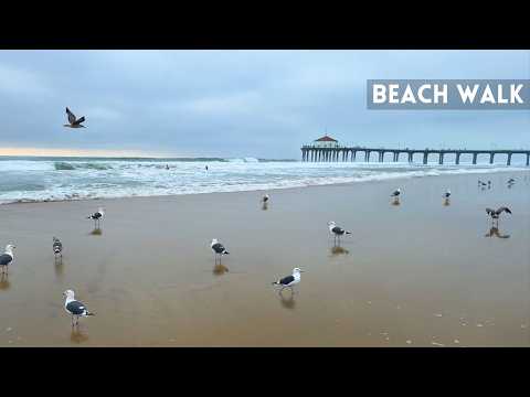 You're taking a beach walk among the seagulls | Soothing Nature Sounds (Ocean Sounds)