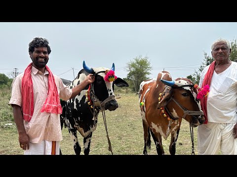 ఎరొక్క పున్నం ఎడ్లపండుగ | PENTAIAH ORIGINALS | BITHIRISATHI LATEST | #village #culture #chevella