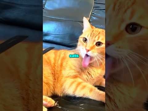 This Sound Makes Your Cat CRAZY 🤯
