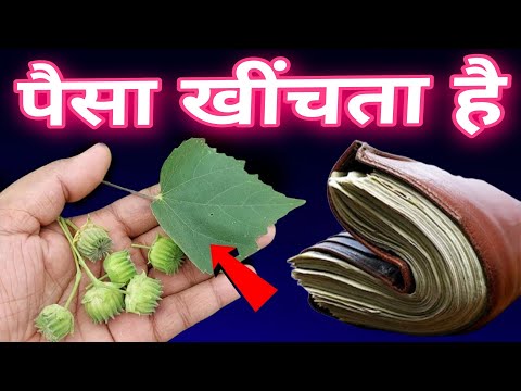 साधारण पौधा समझकर फेकने की भूल मत करना ? घर लाते ही करोड़पति होना तय है धन लक्ष्मी आएगी बैंक बैलेंस
