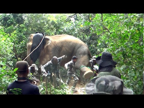 Wearing a GPS collar to track the movements of a ferocious wild elephant | Elephant #animals