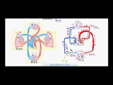 國一生物_血液循環途徑_肺循環_體循環【莫斯利國中自然科學】【國中生物】血液循環途徑 