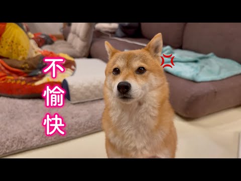 パパに失礼すきる疑いをかけられて激オコな柴犬が可愛い