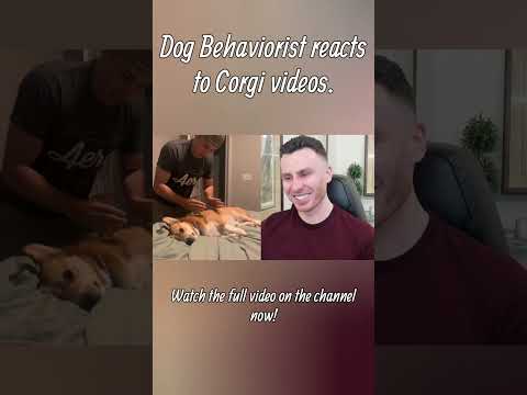 Dog Trainer reacts to Corgi dog video part 1 #corgi #dogs #dogtraining