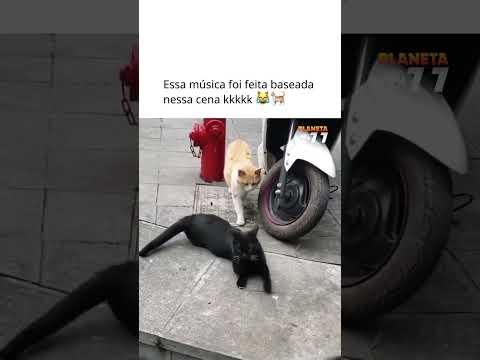 #memes #cat #cats #gatos #shortsfeed #feed #navegar #shorts #reels #fyp #viralshorts #viralreels
