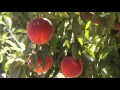 Manas Ranch Peach Production Insights