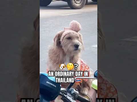 An ordinary Day in Thailand 🇹🇭🙌 #funny  #bangkok #shorts