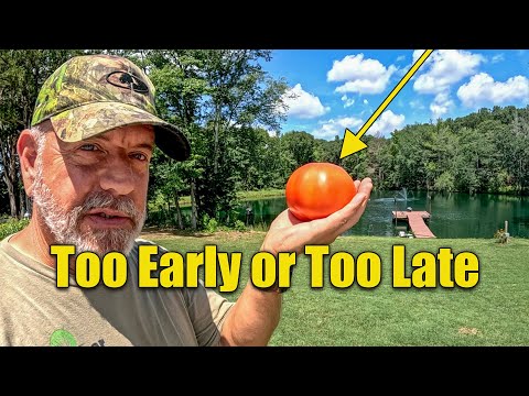 When Should You Pick Tomatoes
