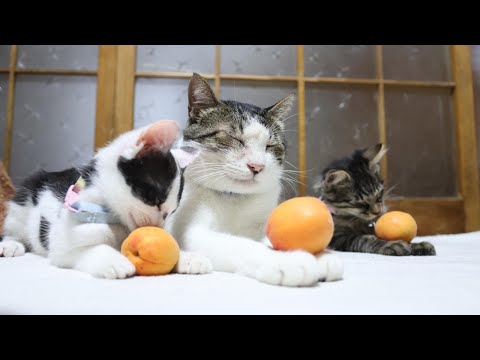 猫の動画サムネイル - あんず　のせ猫　 250727