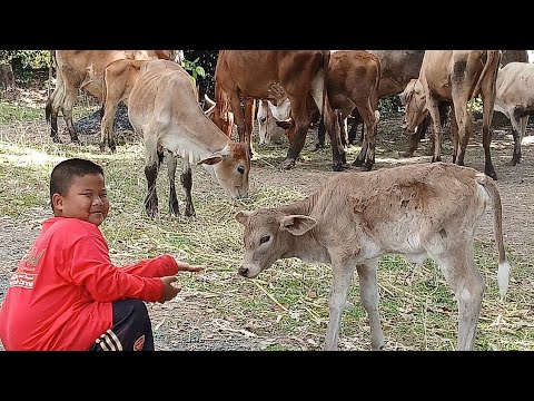 Ep1012วันนี้น้องกินเต็มพามาเลี้ยงน้องวัวที่สวนห้วยจ้าcows