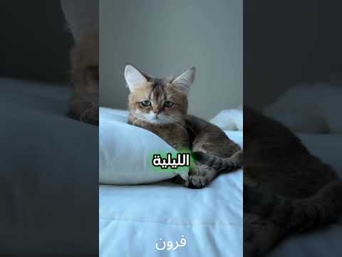 قطك يعاني في صمت دون علمك 😿💚 #قطط #القطط