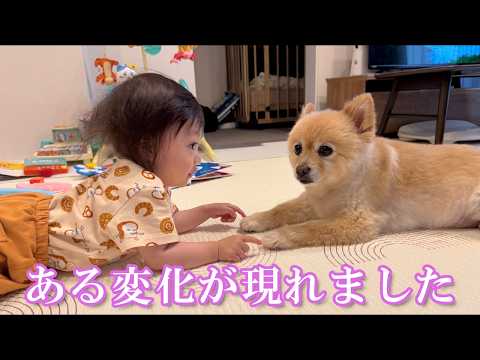 赤ちゃんと愛犬の間に、ある変化が現れました!