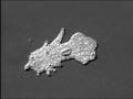 Amoeba Movement and Structure Concepts